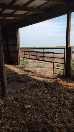 View from inside the bedded shelter looking out through the gate toward the pasture, with the creep gate raised and chain latched